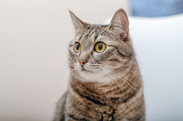 Portrait of a big tabby cat. Sitting on the floor. Looking away. Close-up.