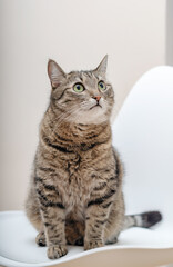 Fototapeta premium Portrait of a big tabby cat. Sitting . Looking away. Close-up.
