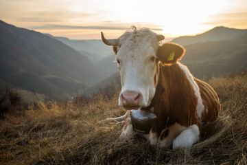 Close-up of a domestic cow with one horn missing, lying on a mountain pasture with sun setting in the background