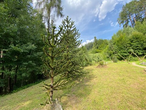 Schwaz Unteres Inntal Tirol &Ouml;sterreich - Silberwald Heilwald