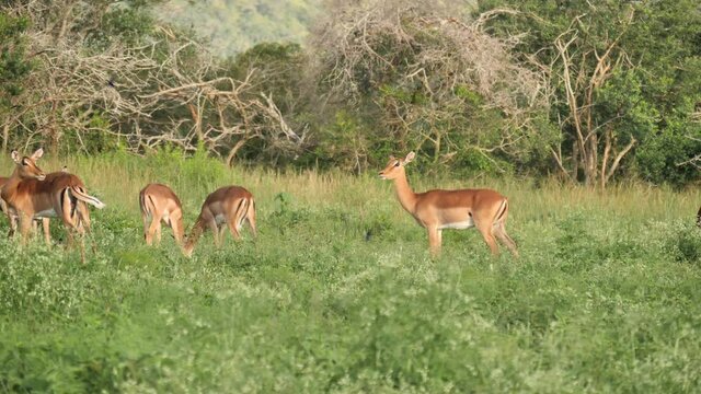 Group of female impalas grazing in a grassy meadow.