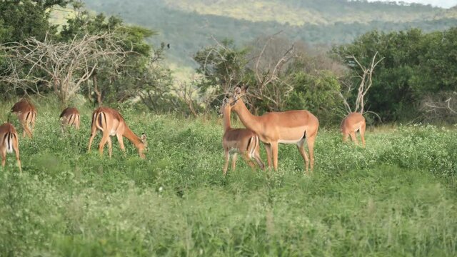 Herd of female impalas and calves grazing on a grass meadow, still shot.