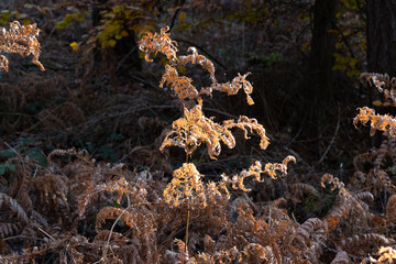 Im Wald, der Natur, zur Freude am Farben, Pflanzen, Bäumen und Jahreszeiten.
In the forest, in nature, to enjoy colors, plants, trees and the seasons