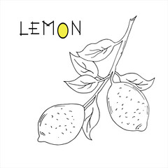 A sketch of handmade lemons, graphic elements. Vector illustration. A branch with lemons for cafe and restaurant menu design, textiles, packaging of drinks and products. Black and white design.