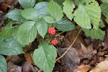 Im Wald, der Natur, zur Freude am Farben, Pflanzen, Bäumen und Jahreszeiten.
In the forest, in nature, to enjoy colors, plants, trees and the seasons