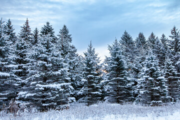 Pine trees covered with snow in Wausau, Wisconsin