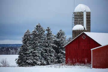 Old red barn and silos next to a  Wisconsin, snow covered forest © mtatman