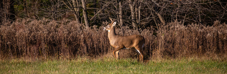 Naklejka na ściany i meble White-tailed deer buck (odocoileus virginianus) standing alert in a Wausau, Wisconsin hayfield in November