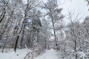 Im Wald, der Natur, zur Freude am Farben, Pflanzen, Bäumen und Jahreszeiten.
In the forest, in nature, to enjoy colors, plants, trees and the seasons