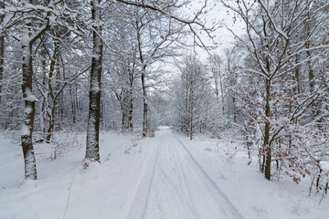 Im Wald, der Natur, zur Freude am Farben, Pflanzen, Bäumen und Jahreszeiten.
In the forest, in nature, to enjoy colors, plants, trees and the seasons