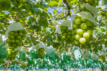 山梨県勝沼　シャインマスカットのぶどう棚