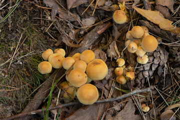 Im Wald, der Natur, zur Freude am Farben, Pflanzen, Bäumen und Jahreszeiten.
In the forest, in nature, to enjoy colors, plants, trees and the seasons