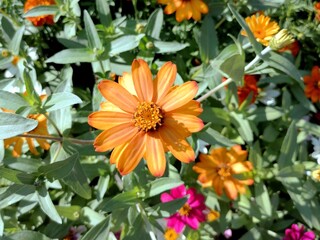 Red flower blooming in the city park
