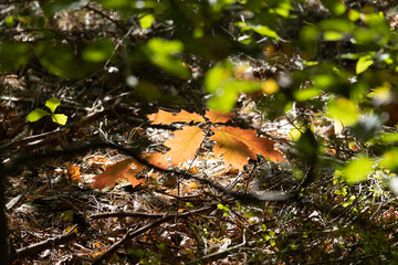 Im Wald, der Natur, zur Freude am Farben, Pflanzen, Bäumen und Jahreszeiten.
In the forest, in nature, to enjoy colors, plants, trees and the seasons