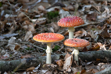Im Wald, der Natur, zur Freude am Farben, Pflanzen, Bäumen und Jahreszeiten.
In the forest, in nature, to enjoy colors, plants, trees and the seasons