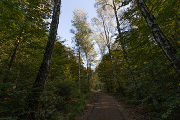 Im Wald, der Natur, zur Freude am Farben, Pflanzen, Bäumen und Jahreszeiten.
In the forest, in nature, to enjoy colors, plants, trees and the seasons