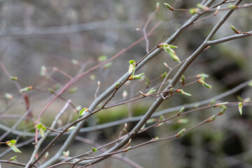 Im Wald, der Natur, zur Freude am Farben, Pflanzen, Bäumen und Jahreszeiten.
In the forest, in nature, to enjoy colors, plants, trees and the seasons