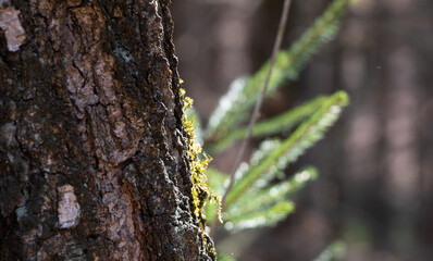 Im Wald, der Natur, zur Freude am Farben, Pflanzen, Bäumen und Jahreszeiten.
In the forest, in nature, to enjoy colors, plants, trees and the seasons