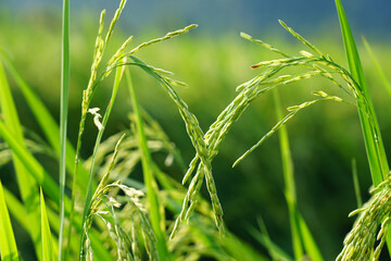Two ears of rice heart-shaped Beautiful with natural light at the green rice fields in rural Thailand