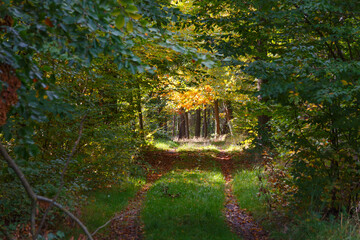 Fototapeta premium Im Wald, der Natur, zur Freude am Farben, Pflanzen, Bäumen und Jahreszeiten. In the forest, in nature, to enjoy colors, plants, trees and the seasons