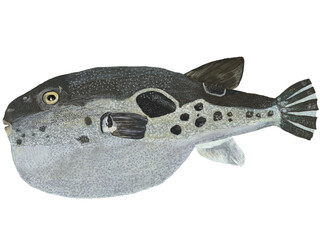 フグのイラスト © コヨミ。