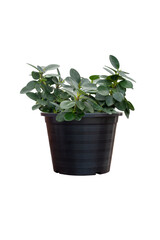 Ficus microcarpa in black plastic pot isolated on white background included clipping path.