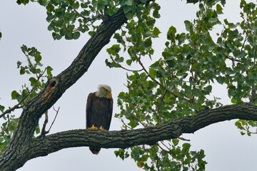 Bald eagle at White Rock Lake, Dallas, Texas.