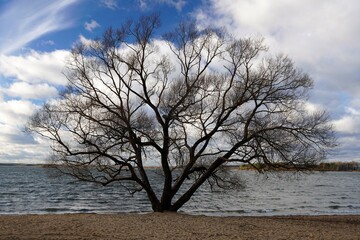 Blue sky. Height. White clouds. Windy day at the lake. Waves open spaces horizon. Autumn. November. Silhouette of a tree on the shore. Willow plant