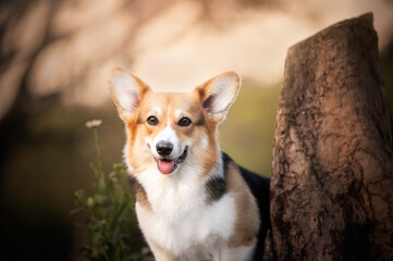 Corgi dog portrait