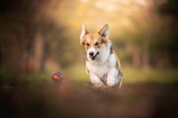 Cute corgi dog playing running with ball