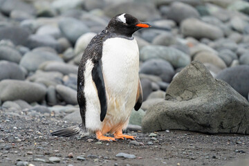 Naklejka premium Gentoo Penguin in Antarctica