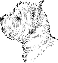 Outline drawing of profile portrait white scottish terrier