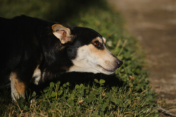 Small cute mongrel dog of black and red with tan color. Mixed breed dog looks away with brown intelligent eyes. Standing in green grass outside.