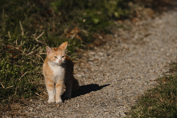 Lonely mongrel cat outside. Stands on country road and looks carefully ahead. There's grass all around. Homeless street striped red kitten with white breast.