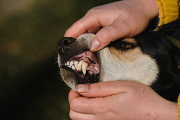 Small cute mongrel dog of black and red with tan color. Human holds dog's jaw with both hands and exposes bite and teeth. Teeth of young dog close-up.