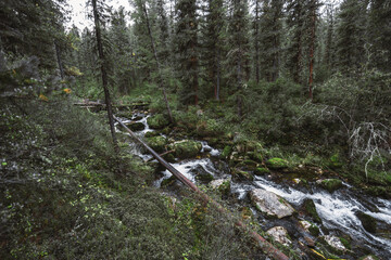 Deep Taiga forest overgrown with cedars, larches, and other conifer greenery, with a fast mountain...