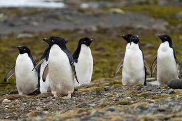 Fototapeta premium Adélie penguins in Antarctica
