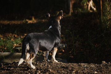 Small cute mongrel dog of black and red with tan color. Mixed breed dog stands with its back and butt turned and lowered tail down to ground.