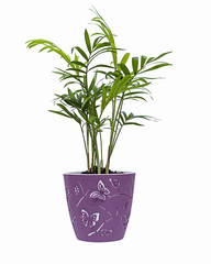 Potted houseplant isolated on a white background.