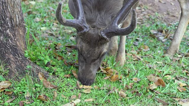 deer is a wild animal It seeks for plants without fear of people in the middle of the Khao Yai forest. It is the adjustment of living conditions to avoid danger from the beast.,Thailand 2021-11-10