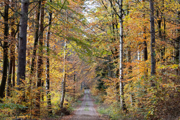 Im Wald, der Natur, zur Freude am Farben, Pflanzen, Bäumen und Jahreszeiten.
In the forest, in nature, to enjoy colors, plants, trees and the seasons