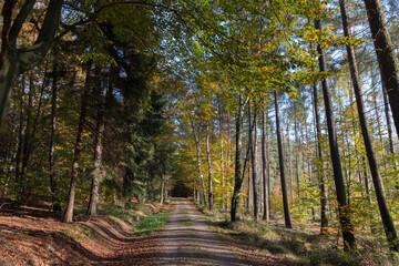 Obraz premium Im Wald, der Natur, zur Freude am Farben, Pflanzen, Bäumen und Jahreszeiten. In the forest, in nature, to enjoy colors, plants, trees and the seasons