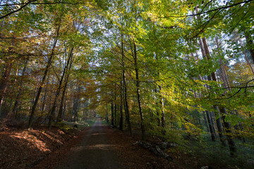 Im Wald, der Natur, zur Freude am Farben, Pflanzen, Bäumen und Jahreszeiten.
In the forest, in nature, to enjoy colors, plants, trees and the seasons
