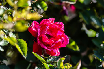 red rose with water drops