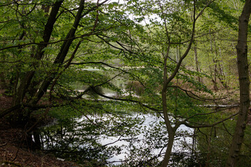 Im Wald, der Natur, zur Freude am Farben, Pflanzen, Bäumen und Jahreszeiten.
In the forest, in nature, to enjoy colors, plants, trees and the seasons