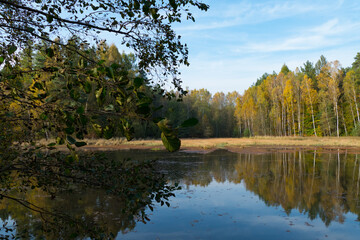 Fototapeta premium Im Wald, der Natur, zur Freude am Farben, Pflanzen, Bäumen und Jahreszeiten. In the forest, in nature, to enjoy colors, plants, trees and the seasons