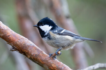 Coal tit