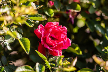 pink rose bush