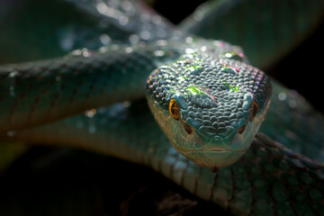White-Lipped Island Pit Viper
