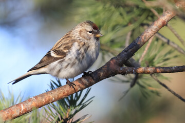Common Redpoll